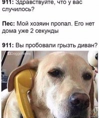 15 собак, которые покажут, что такое настоящая любовь и забота