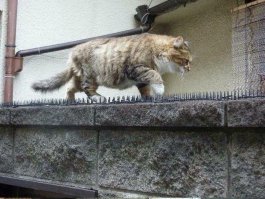 Нашёл способ говорит?