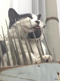 Нашёл способ говорит?