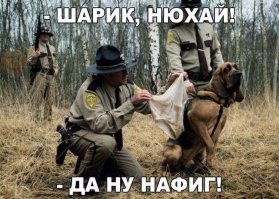K9