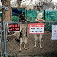 Осторожно, собака!