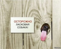 Осторожно, собака!