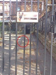 Осторожно, собака!