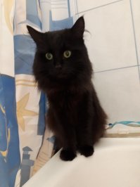 Смешные и любопытные кошки