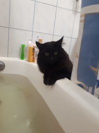 Смешные и любопытные кошки