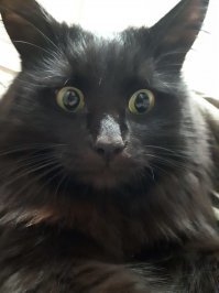 Смешные и любопытные кошки