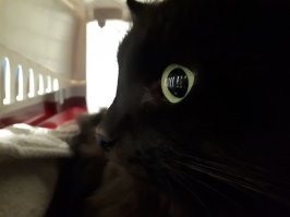 Смешные и любопытные кошки