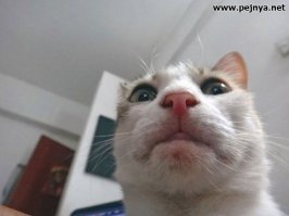 Смешные и любопытные кошки