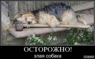 Осторожно, собака!