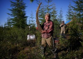 "Черные копатели" мамонтов в Сибири. Греют чайник на палке. Подпоркой служит фрагмент черепа шерстистого носорога.
Рог шерстистого носорога скорее всего окажется во Вьетнаме, где из него сделают пудру и продадут как лекарство. Скупщик заплатил за рог весом 2,4 кг 14 тыс. долларов (900 с лишним тыс. руб.).Рог мягок как мокрая древесина и пахнет псиной. Во Вьетнаме считается, что он является лекарством от рака. Когда он доедет до этой страны, он будет стоить дороже золота.
(2016г.)