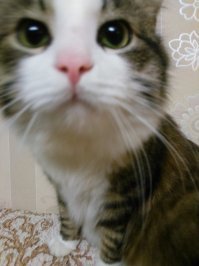 Смешные и любопытные кошки