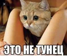 Смешные и любопытные кошки