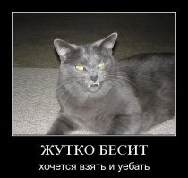 Что точно не стоит дарить вашему Коту на новый год?