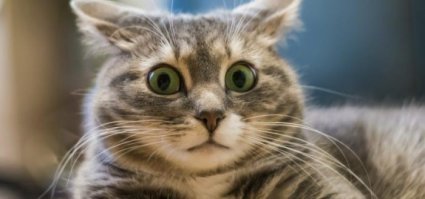 Что точно не стоит дарить вашему Коту на новый год?