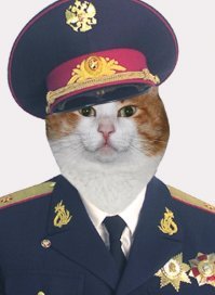 Опер кот.