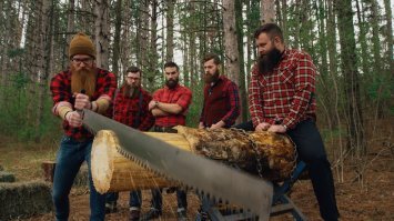 А вот и они , любители симпатичных бревен: