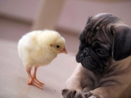 Дружба животных