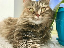 Моя сибирская красавица