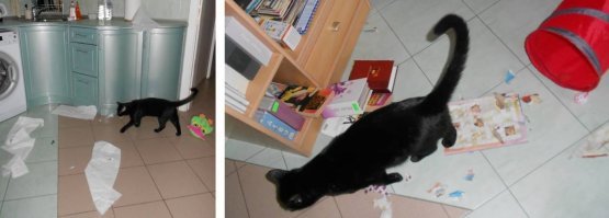 Один из наших такой любопытный, что мы мечтаем о том, чтобы его любопытство поубавилось :)