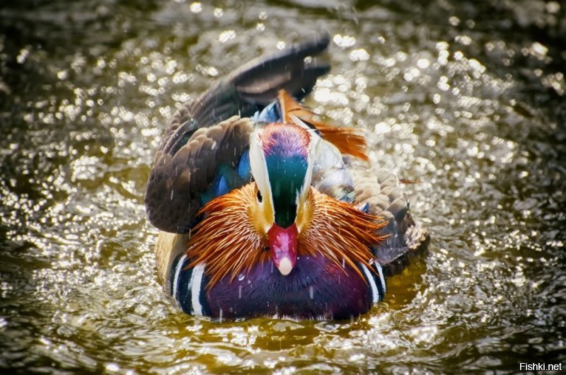 Свои чего ж не показать - покажу. Правда, я - не фотограф. Но зверушек люблю фотографировать.