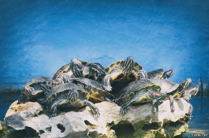 Свои чего ж не показать - покажу. Правда, я - не фотограф. Но зверушек люблю фотографировать.
