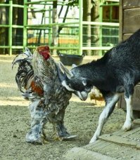 Дружба животных