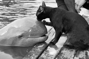 Дружба животных