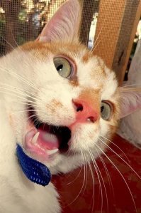 Смешные и любопытные кошки