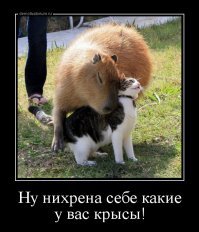 Невероятный прыжок спас капибару из когтей ягуара