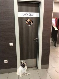 Не лоште на порковочную противоные мази