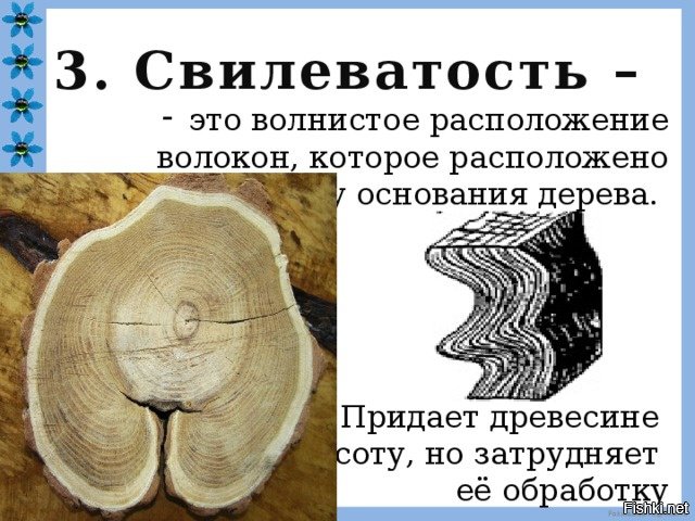 Основание дерева. Пороки древесины свилеватость. Пороки строения древесины свилеватость. Свилеватость древесины. Волнистая свилеватость.