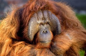 Аллергия на краску для волос превратила студентку в "лампочку"