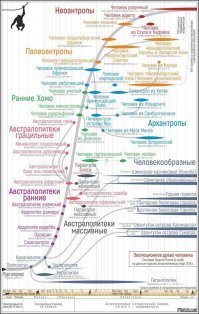 Вот насчет гибрида двух видов - это, мягко-говоря, преувеличение. В нас есть некоторая примесь неандертальцев, но все-таки сапиенсы это продукт сложной эволюции и многих смешиваний и скрещиваний.
