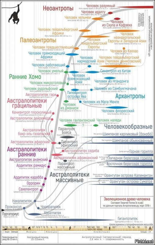Вот насчет гибрида двух видов - это, мягко-говоря, преувеличение. В нас есть некоторая примесь неандертальцев, но все-таки сапиенсы это продукт сложной эволюции и многих смешиваний и скрещиваний.