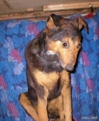 Животные для заселения замечены на Фишках.