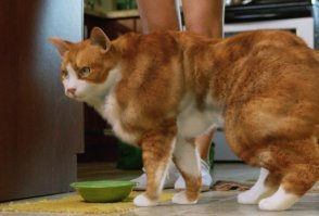 Кот спалился, качая пресс, но быстро притворился обычным