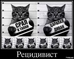 Прикольные и смешные картинки