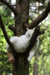 котик..одним словом.