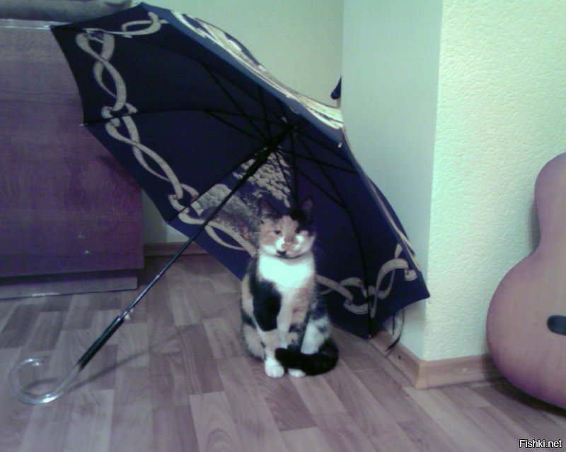 Моя дама под зонтиков. )))