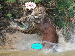 Невероятный прыжок спас капибару из когтей ягуара