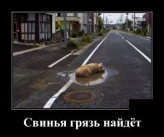 У Васи картинок куда больше. 
А может и Вася и Фишки оба черпают картинки из какого то третьего источника?

.