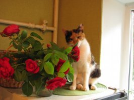 Мурка - ботаник...