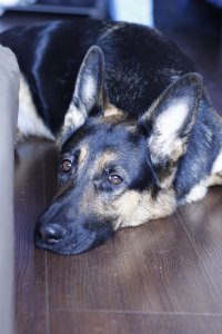 моя овсяночка))))