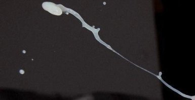 Божественный полет семени