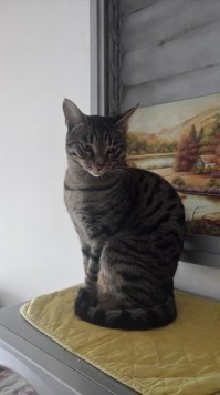 Пользователи сети отпраздновали Всемирный день домашних животных, показав фото своих питомцев