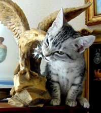 Вот такая у меня...