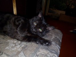 Моя домашняя пантера. Звать - Тень.