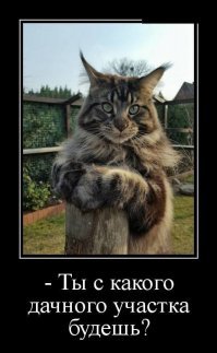 Кошачьи демотиваторы
