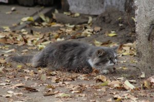 Ко Дню защиты домашних животных