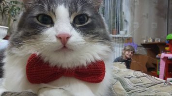 Ко Дню защиты домашних животных